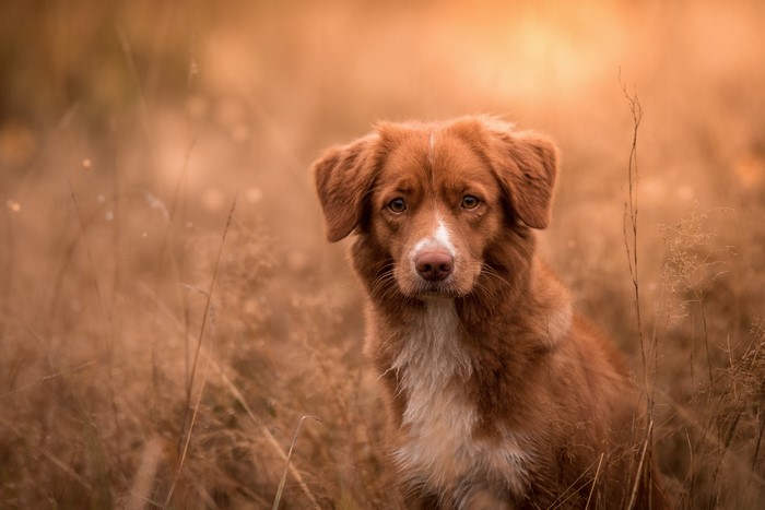 Nova Scotia Duck Tolling Retriever in Tall Grass
