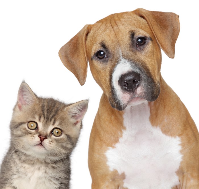 Two young animals, a kitten and a puppy, on a white background