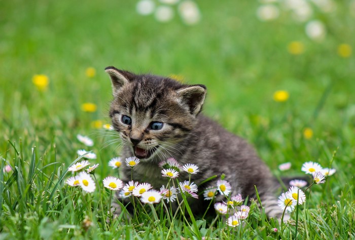 Kitten sitting in a field of daisies and grass