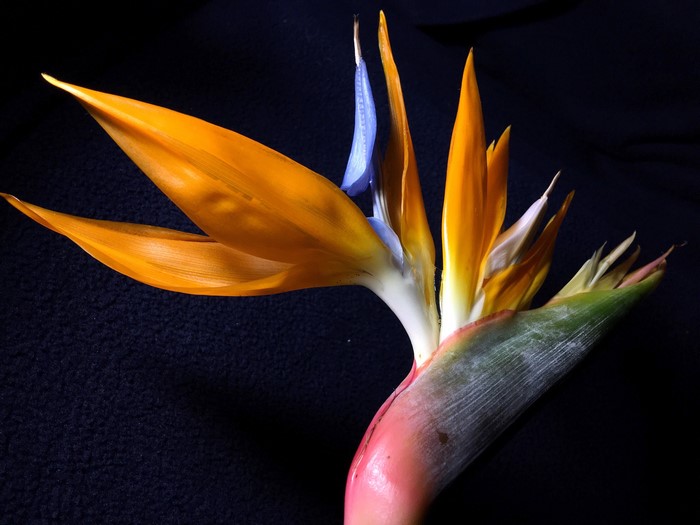 4K Strelitzia closeup on black background