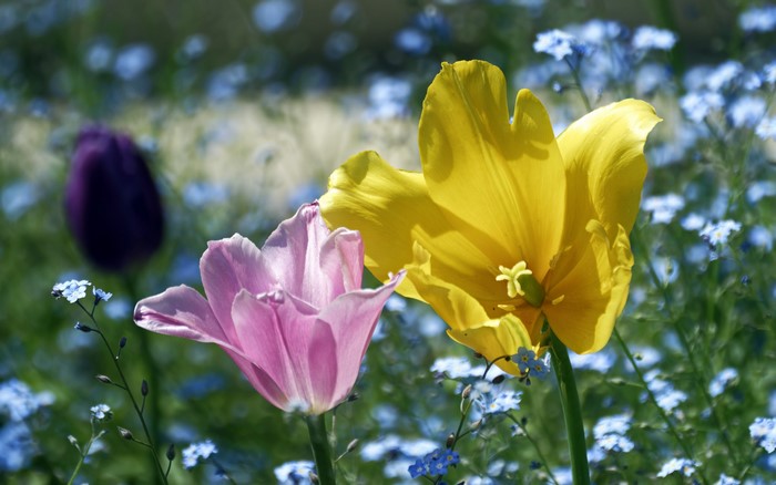 Pink and Yellow Tulips with Blue Flowers