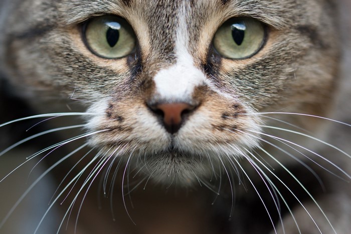 4K Closeup of a Cat's Face with Green Eyes