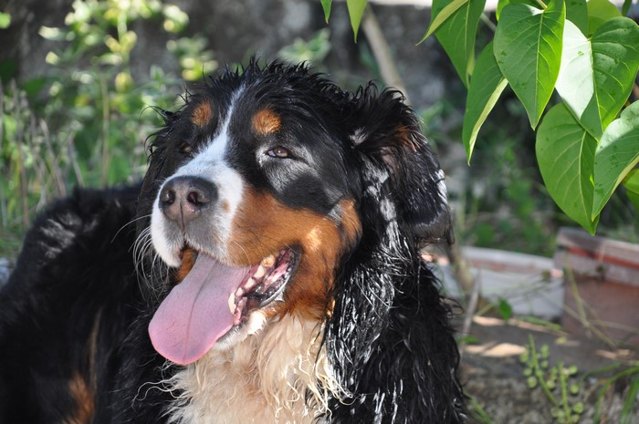 Bernese Mountain Dog with Tongue Out