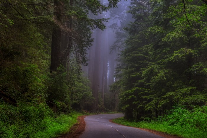 Road through Redwood National Park in Fog