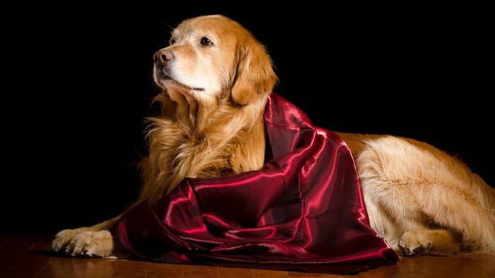 Golden Retriever draped in red fabric