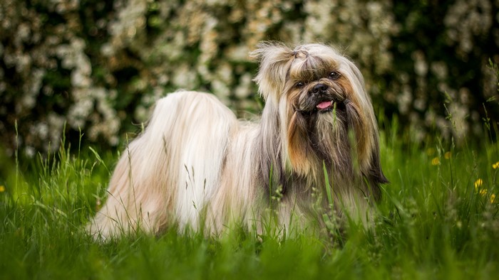 Shih Tzu dog in green grass with flowers