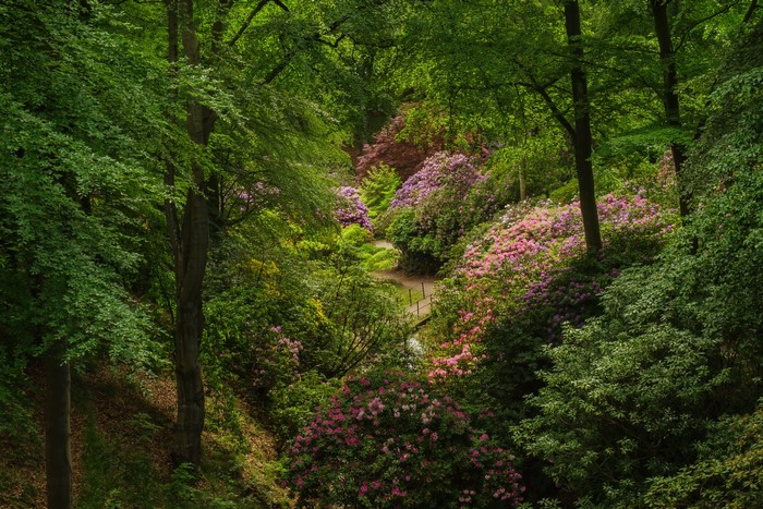 Sofiero Castle Park Sweden Rhododendron Shrubs Trees