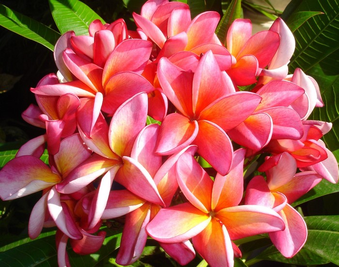 Pink and yellow Plumeria flowers