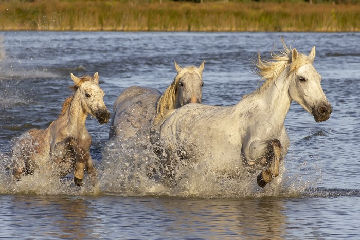 Three white horses running through water