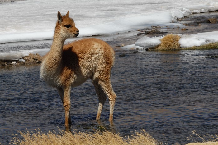 Vicuña standing in a river in Chile