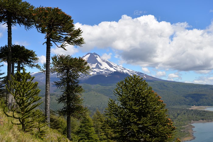 Araucaria trees with snow-capped volcano and lake in Chile