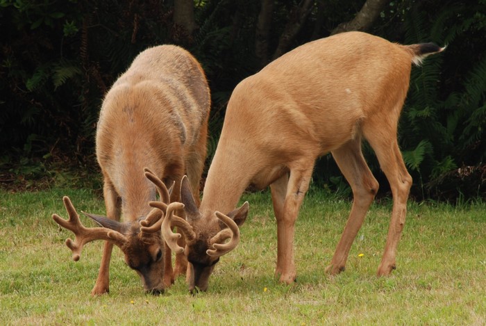 Two deer with antlers grazing on grass