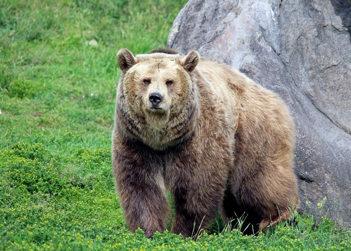 Brown bear standing in grass near a rock