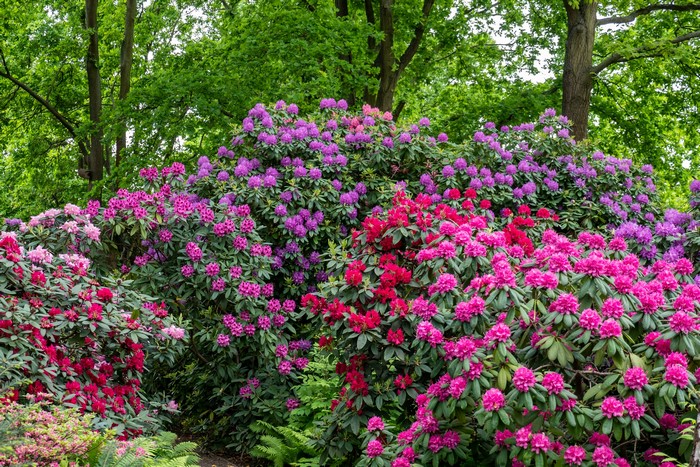 Rhododendron shrubs in bloom with green trees
