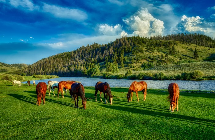 Horses grazing by a river in Wyoming