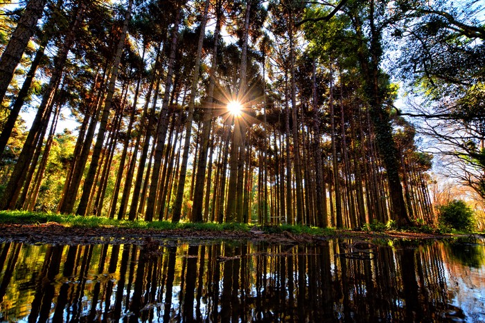 Sun rays through pine forest reflecting in water