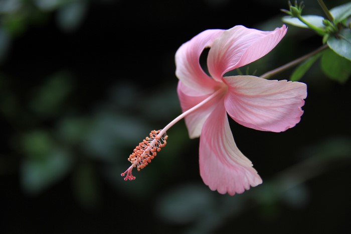Pink Hibiscus flower with stamen