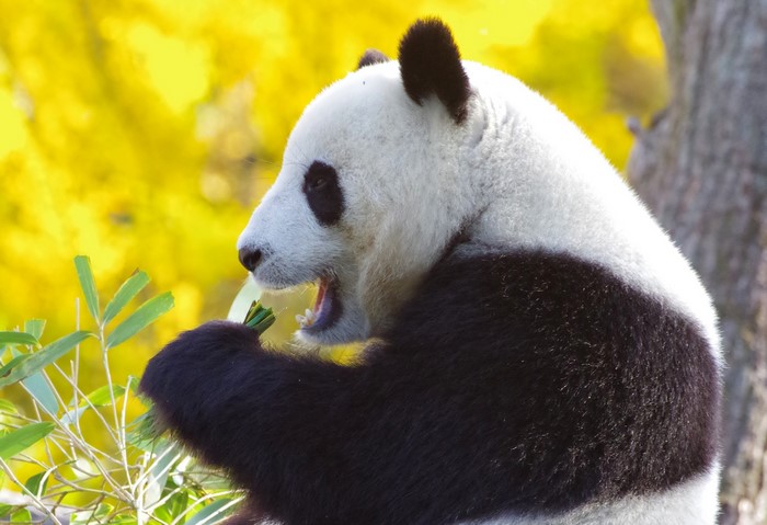 Giant Panda Eating Bamboo