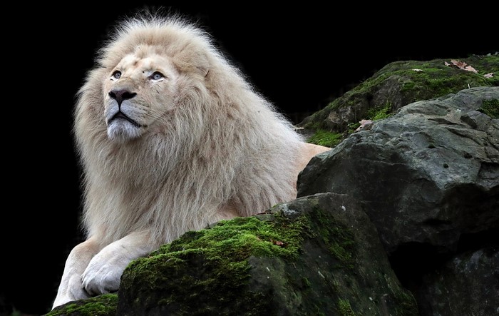 White lion with blue eyes on mossy rocks