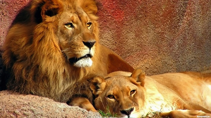Lion and Lioness resting on rocks