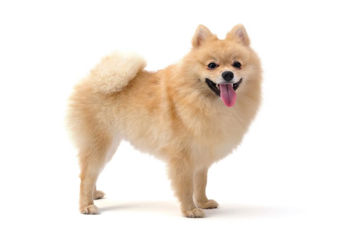 Pomeranian dog with tongue out on white background