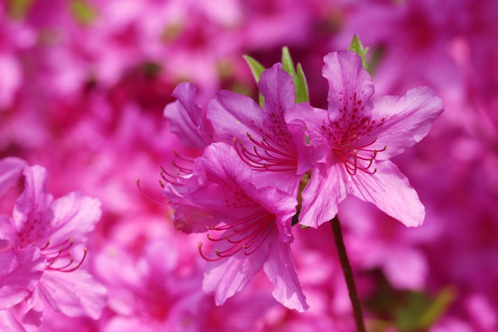 Pink Rhododendron (Azalea) Flowers Closeup