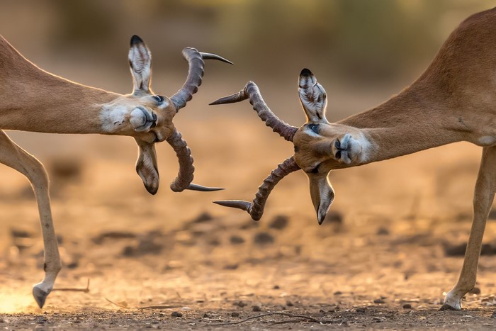 Two antelopes fighting with their horns