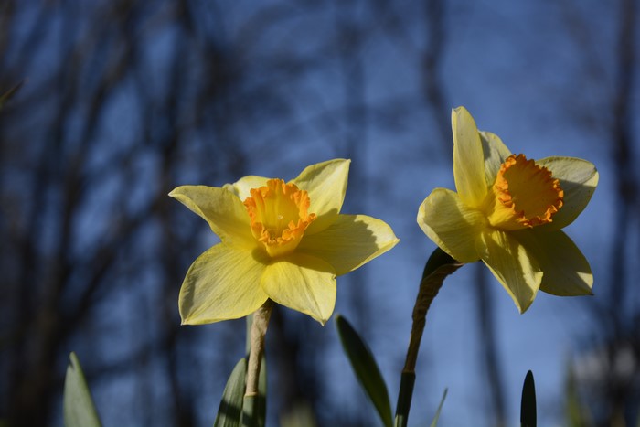 Two Yellow Daffodils in Bloom