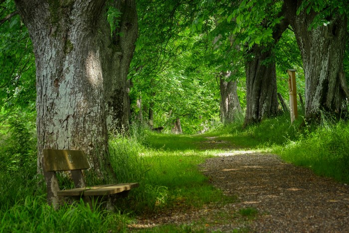 Bench on a forest trail with trees