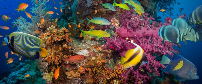 4K Underwater World Corals and Fish