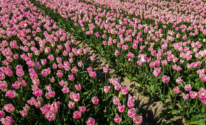 4K Field of Pink Tulips