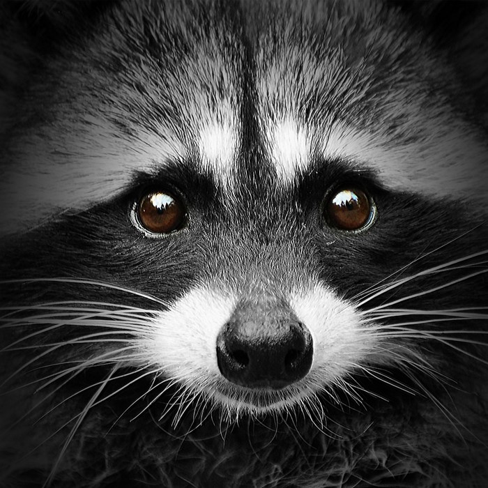 Close-up of a raccoon's face with brown eyes