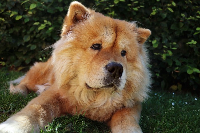 Chow Chow dog lying on grass