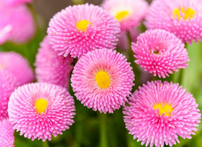 Pink Bellis flowers with yellow centers