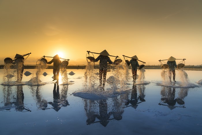 Salt workers carrying salt at sunrise in Vietnam