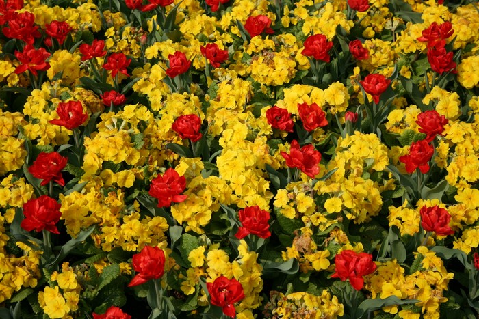 Red Tulips and Yellow Primroses in a Garden