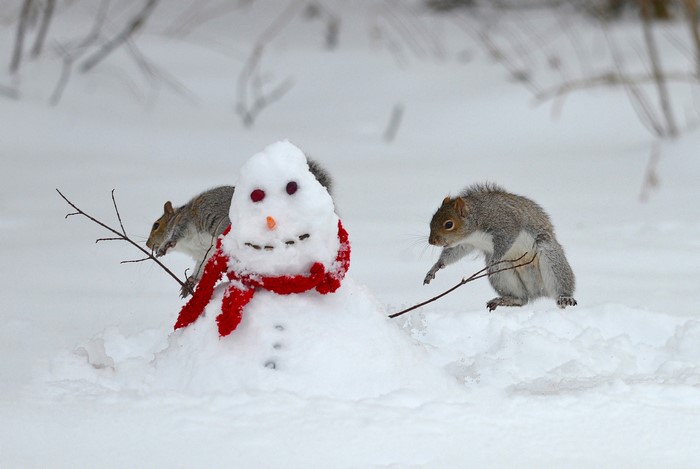 Two squirrels interacting with a small snowman in the snow