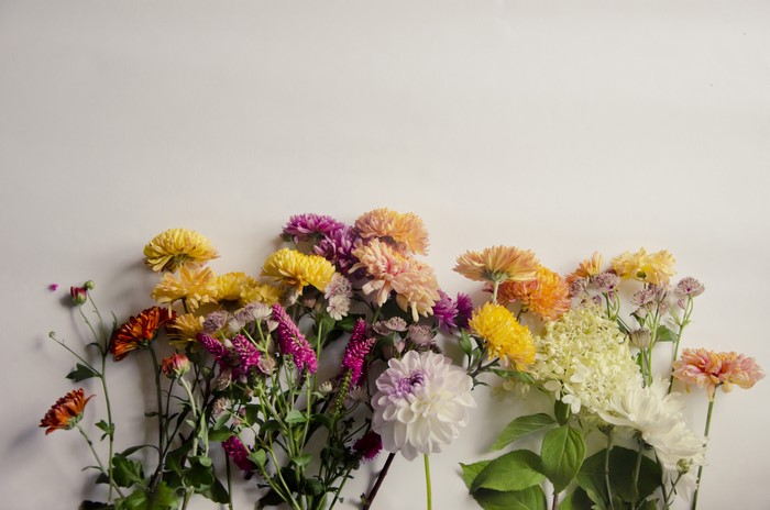 Assortment of Chrysanthemums and Dahlias on Gray Background