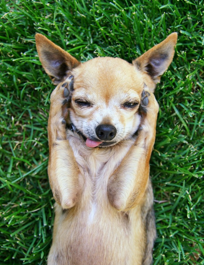 Chihuahua dog lying on grass with paws over face