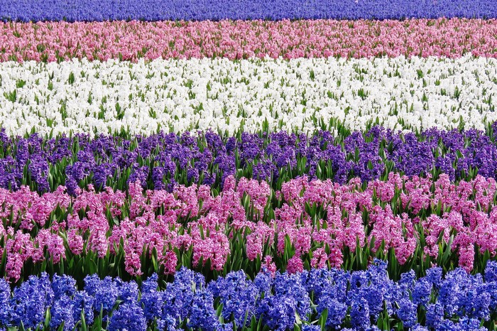 Field of colorful hyacinths in rows