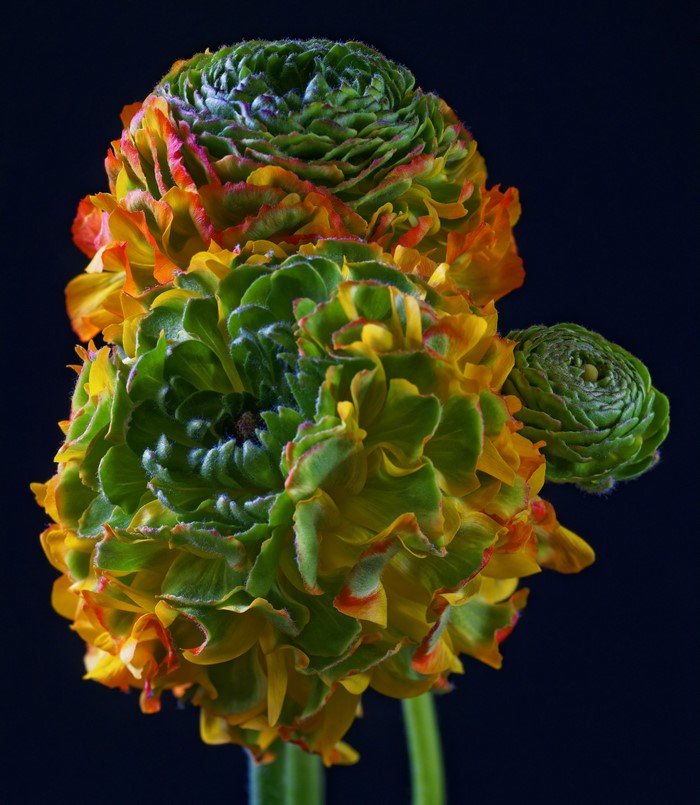 Close-up of a multi-colored Ranunculus flower