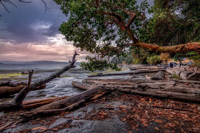 Driftwood beach with trees and ocean, Nanaimo, Canada