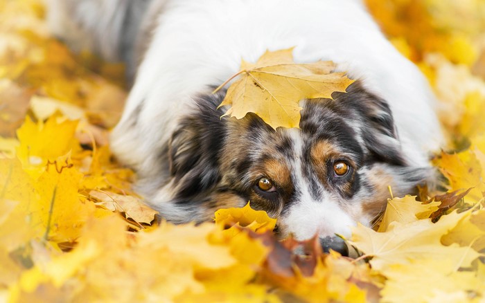 Australian Shepherd Dog in Autumn Foliage