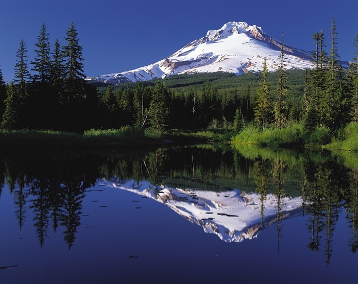 Mount Hood reflected in a lake with pine forests