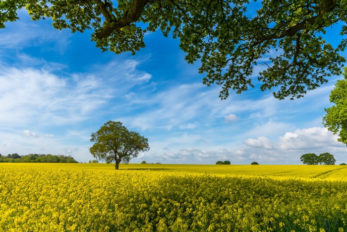 Field of yellow rapeseed flowers under a blue sky with trees