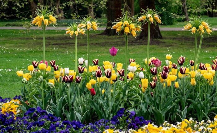 Fritillaria and Tulips in a German Garden