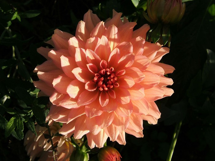 Close-up of a pink dahlia flower