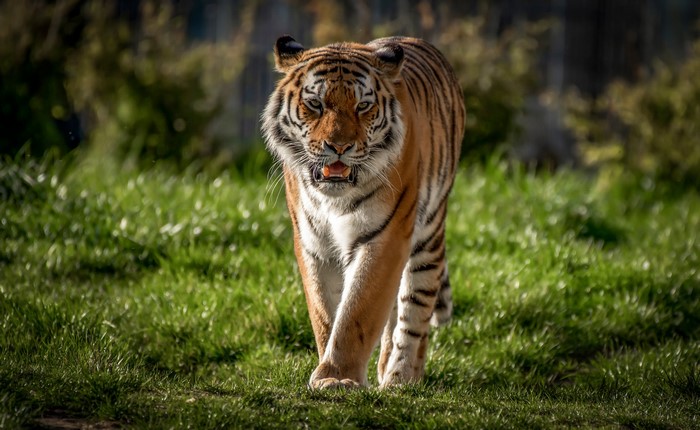 Tiger walking on grass
