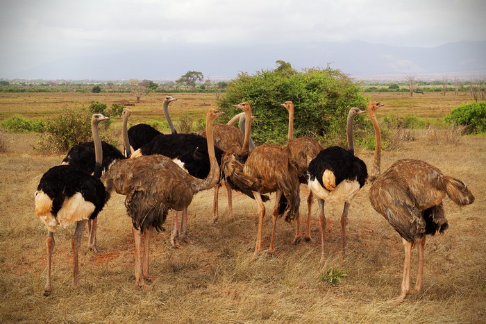 Ostriches in Tsavo National Park, Kenya