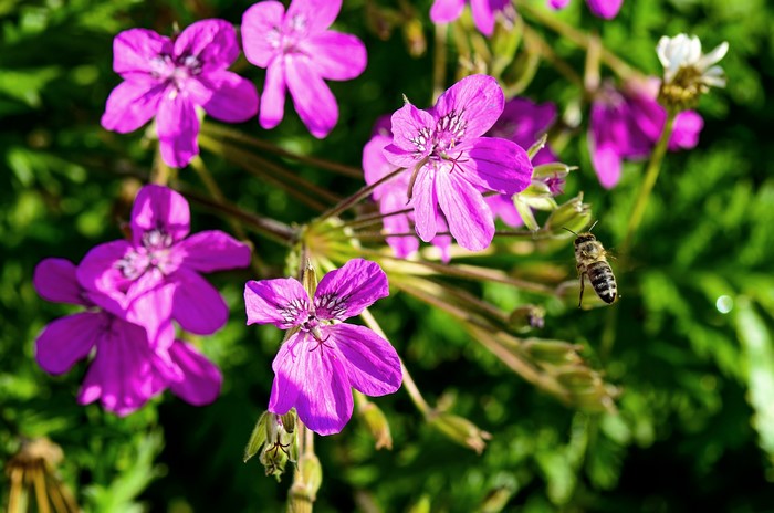 4K Geranium flowers with a bee